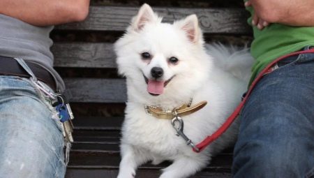 Pettorine, collari e guinzagli per spitz