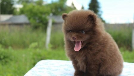 Chocolate Spitz: color variations, puppy content