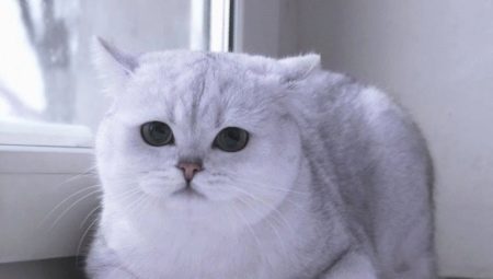 Skotská činčila: barevné variace, povaha a podmínky koček