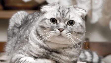 Gatti Scottish Fold: tipi di colore, natura e regole di conservazione