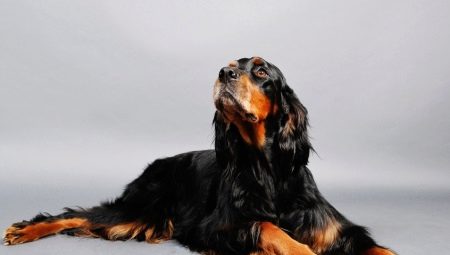 Scottish setter: history of the breed, how it looks and how to keep it?
