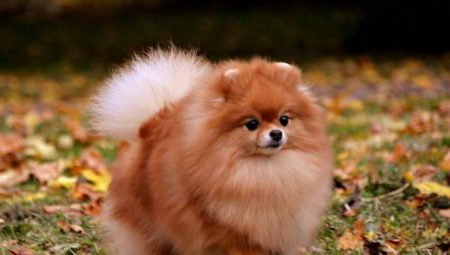 Spitz fox type: description, types and contents