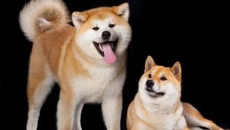 Shiba Inu i Akita Inu: quina diferència hi ha?
