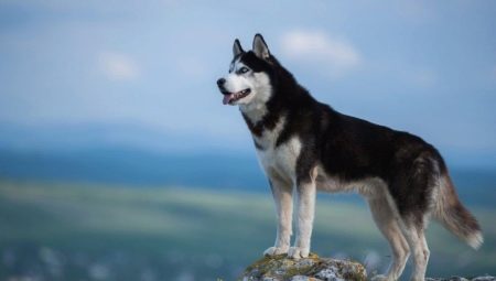Siberian Husky: the history of the breed, how the dogs look and how to care for them?