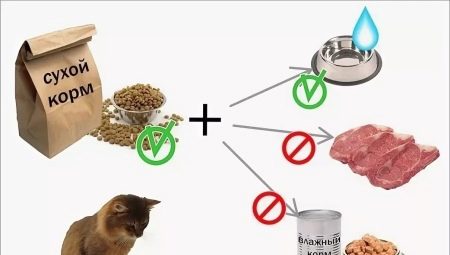 How much food does a cat need per day?