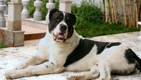 Kolik let žije Albai a co určuje jejich délku života?