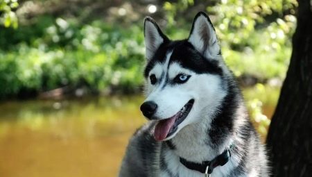 How many years have huskies been living and what does it depend on?