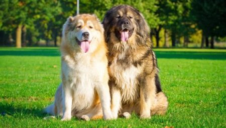 How many years have Caucasian shepherds lived and what does it depend on?