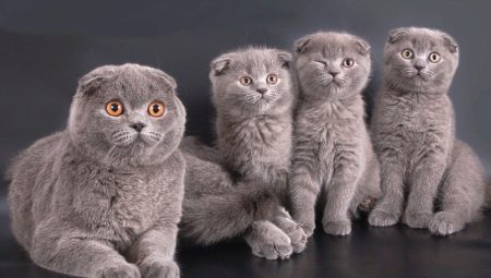 Quants anys tenen els gats escocesos i de què depèn?