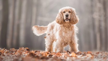 How many years have spaniels been living and what does it depend on?