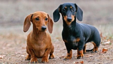 How old are dachshunds and what does it depend on?