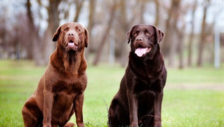 How many Labradors live and what does it depend on?