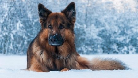 How many shepherds live and what does it depend on?