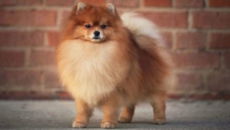 How many Pomeranian spitz live and what does it depend on?
