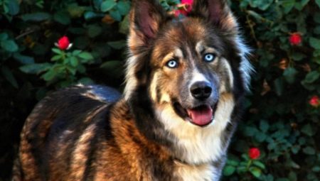 Husky and shepherd mix: mestizo features and growing