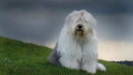 Bobtail dogs: a description of old English shepherds, the nuances of their content