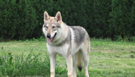 Wolf-like dogs: breed description