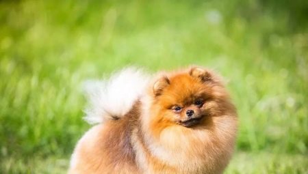 Spitz content in the apartment