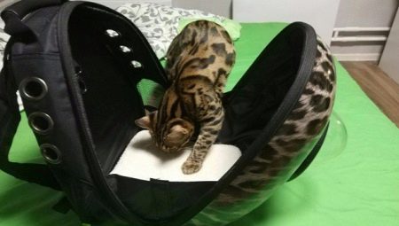 Petua untuk memilih kes membawa plastik untuk kucing