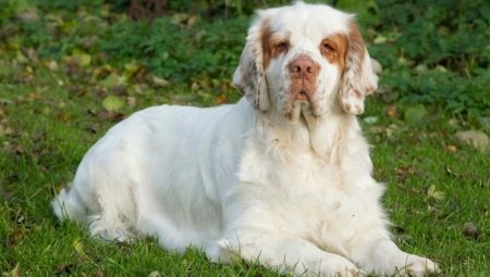 Spaniel Clamber: what does he look like and how to care for him?