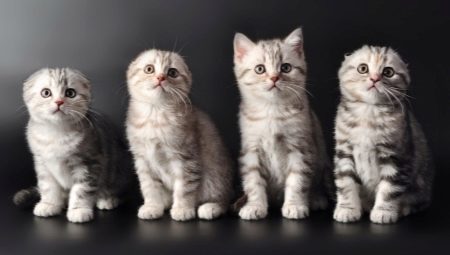 Seznam jmen skotských koček