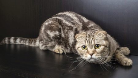 Senarai nama untuk kucing lipat Scotland