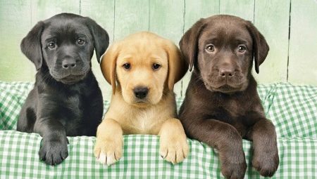 Lista pseudonimów dla dziewczyny Labrador