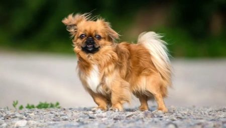 List of nicknames for a Pekingese girl
