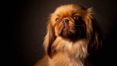 List of nicknames for Pekingese boys