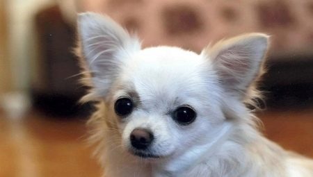 List of popular chihuahua nicknames