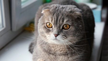 List of funny and beautiful names for a Scottish cat