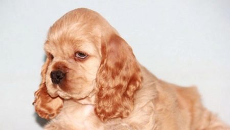 Amerikansk cocker spaniel haircut