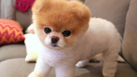 Stříhání špiců pod medvídka: příprava a postupné schéma