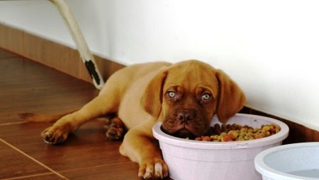 Dry food for puppies: features, choices and rules of feeding