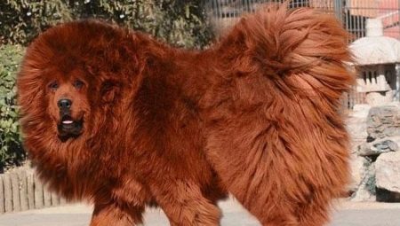 Tibetan mastiff: characteristics of the breed, the secrets of education and care