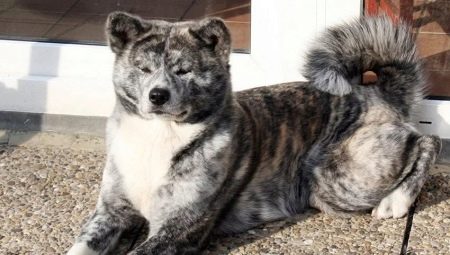Tiger Akita Inu: funkce, obsah a vzdělávání