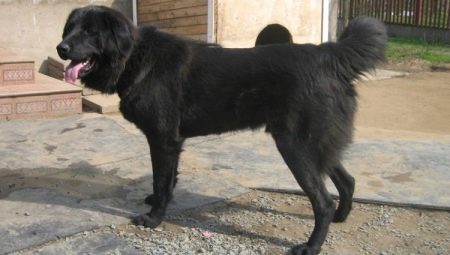 Tuvan shepherd dogs: description of the breed and features of keeping dogs