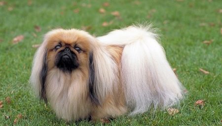 Pekingese care: diet, paddock, hygiene procedures