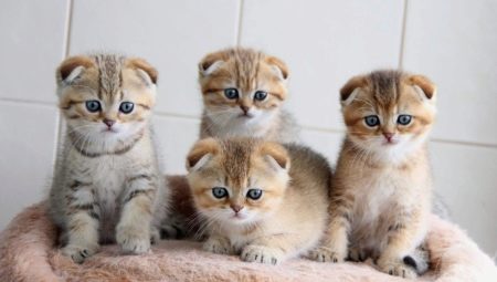 Atenció al gatet escocès