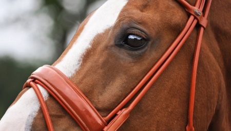 Bridles for a horse: types and subtleties of choice