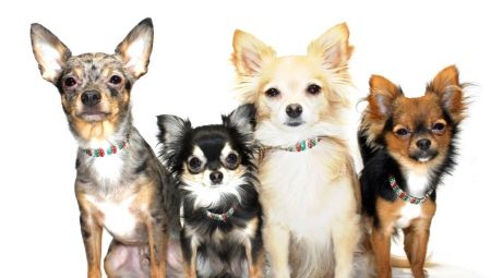 Chihuahua color variations