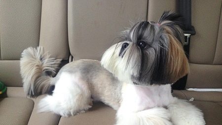 Shih Tzu Haircuts Options