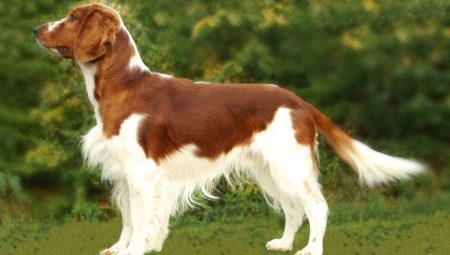 Welsh Springer Spaniel: descripción de la raza, reglas de cuidado