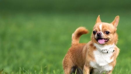 Chihuahua Weight by Month