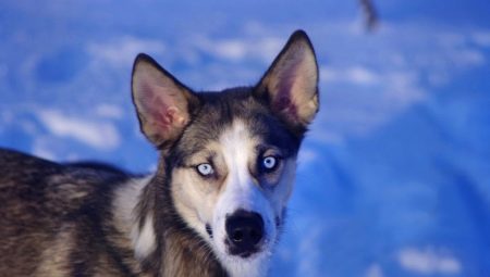 Husky Métis Çeşitleri