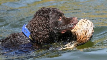 Water Spaniel: characteristics, types and subtleties of content