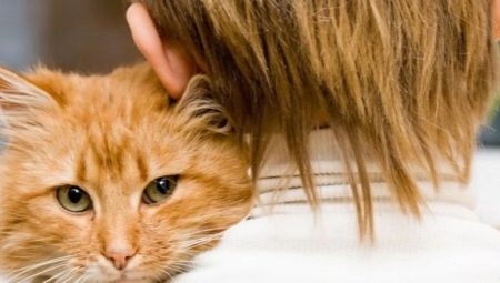 The age of cats by human standards