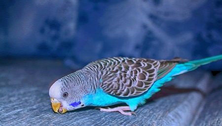 Tot ce trebuie să știți despre Blue Budgies