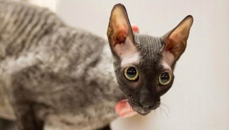 Everything you need to know about Cornish Rex cats