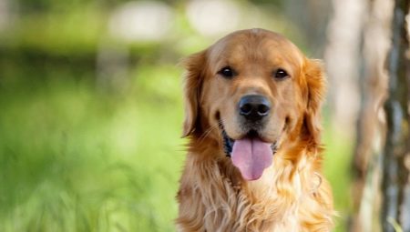 All you need to know about Golden Retrievers